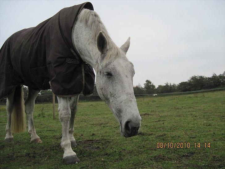 Heste på forårsvej - Zorba billede 33