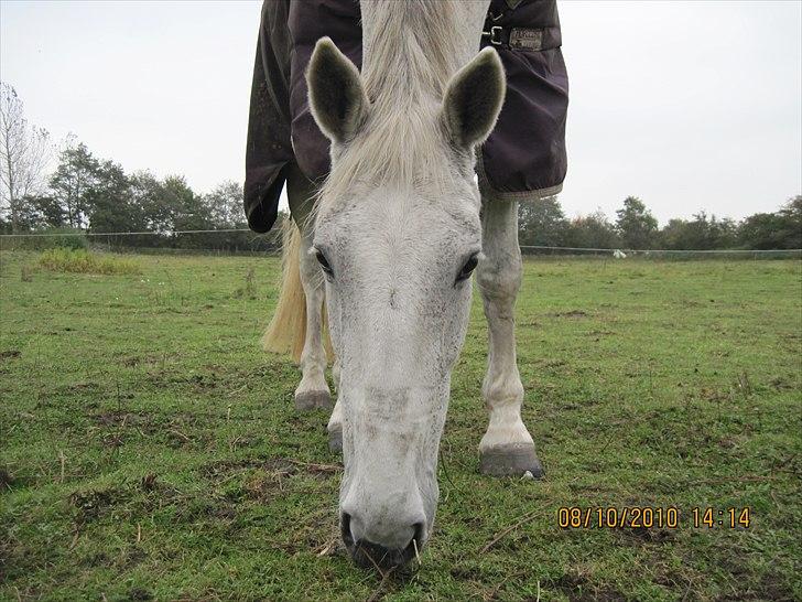 Heste på forårsvej - Sorba billede 34