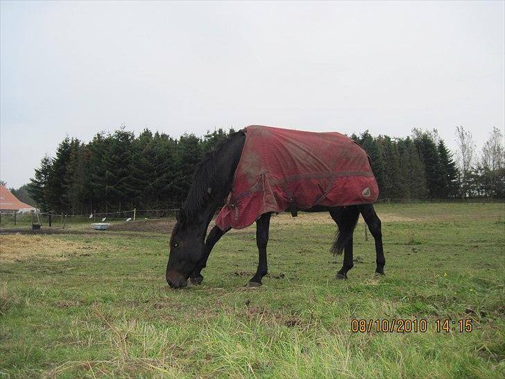 Heste på forårsvej - Lopsen billede 35