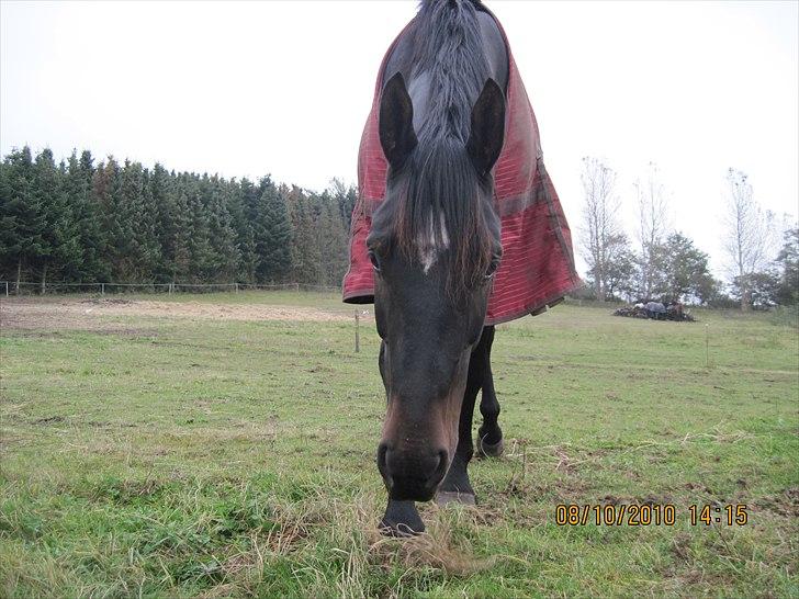 Heste på forårsvej - Lopsen billede 36