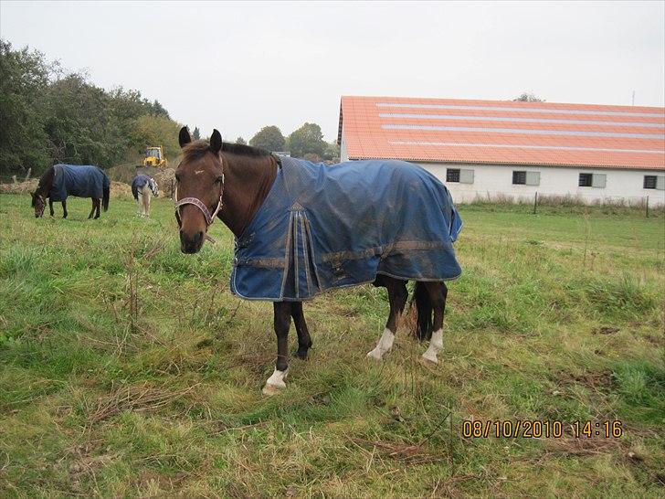 Heste på forårsvej - Mayo billede 37