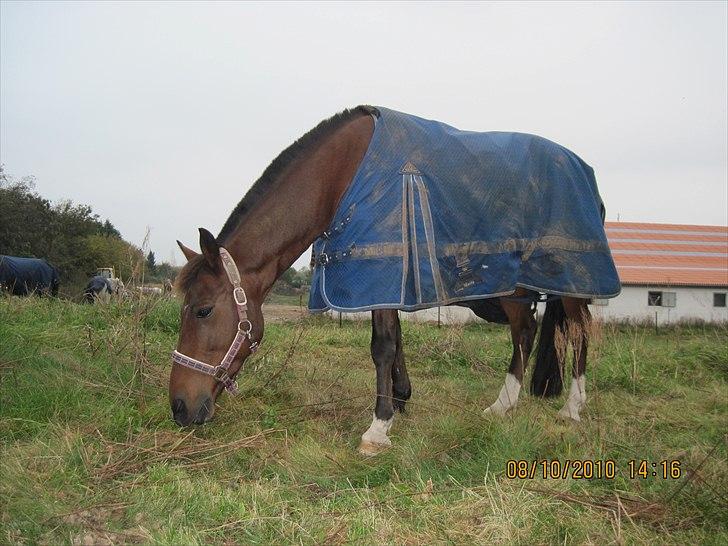Heste på forårsvej - Mayo billede 38