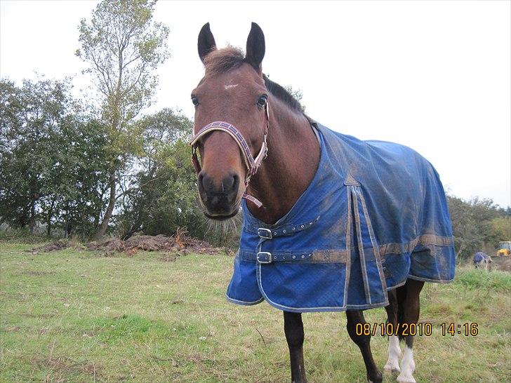 Heste på forårsvej - Mayo billede 39