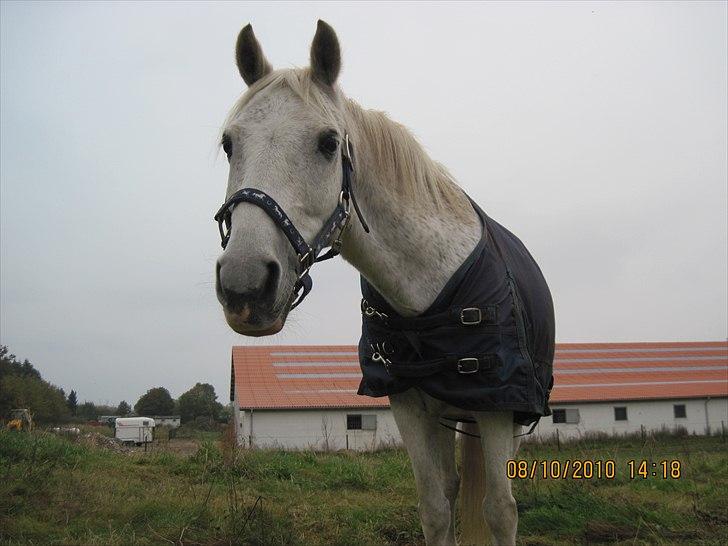 Heste på forårsvej - Frig billede 40