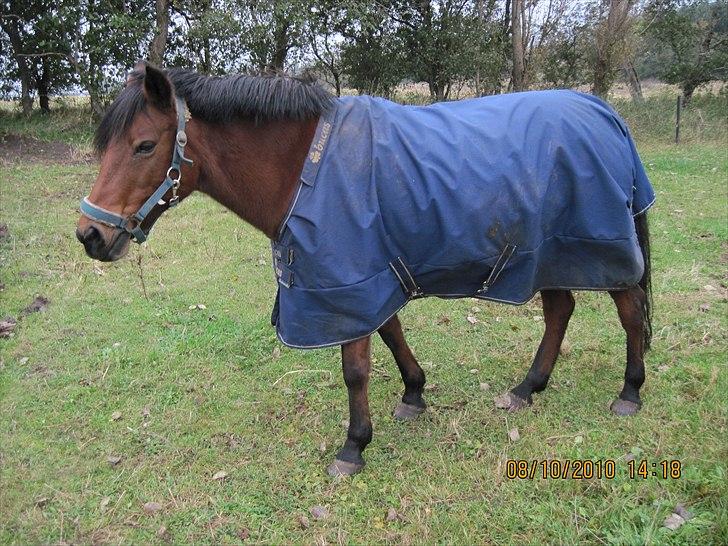 Heste på forårsvej - Moon billede 41