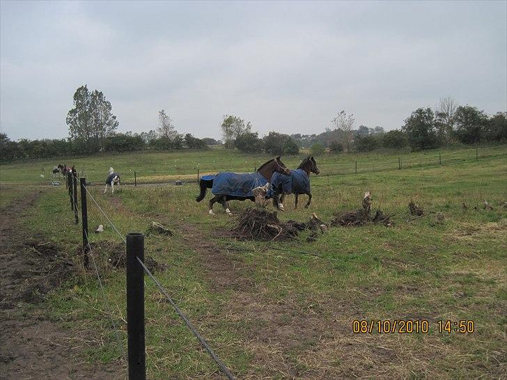 Heste på forårsvej - Fuld fart frem af billede 42