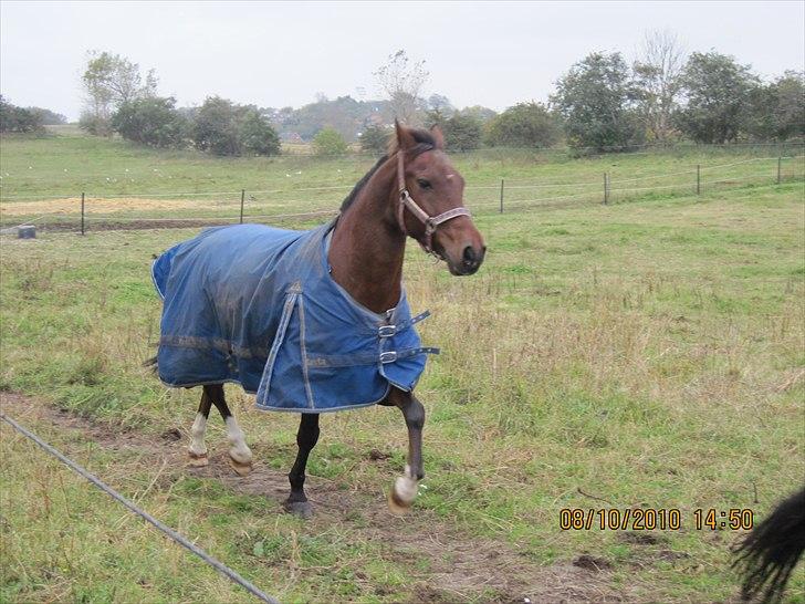 Heste på forårsvej - Mato billede 43
