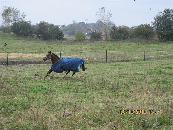 Heste på forårsvej - Mayo billede 44