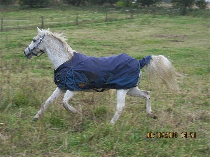 Heste på forårsvej - Frig billede 45