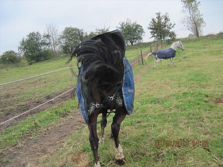 Heste på forårsvej - Mayo der bukker imens jeg står bag ham billede 46