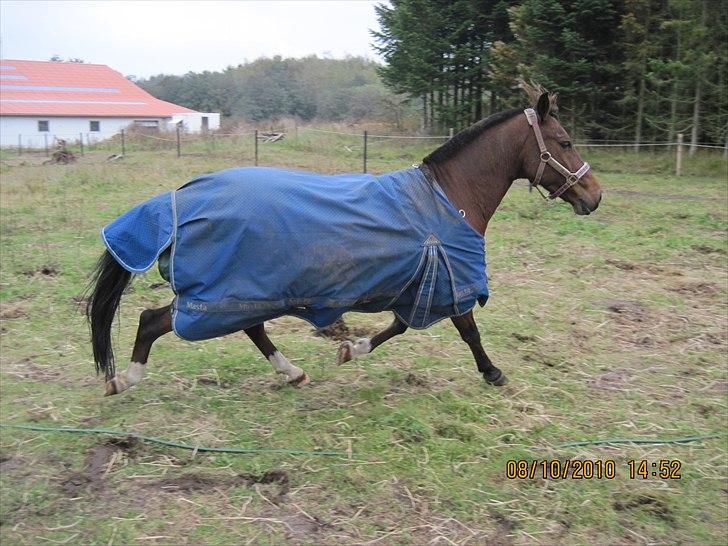 Heste på forårsvej - Mayo billede 47