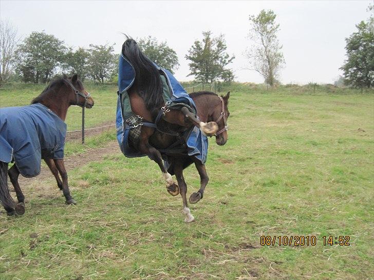 Heste på forårsvej - Mayo der bukker billede 48