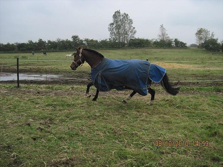 Heste på forårsvej - Mayo billede 49