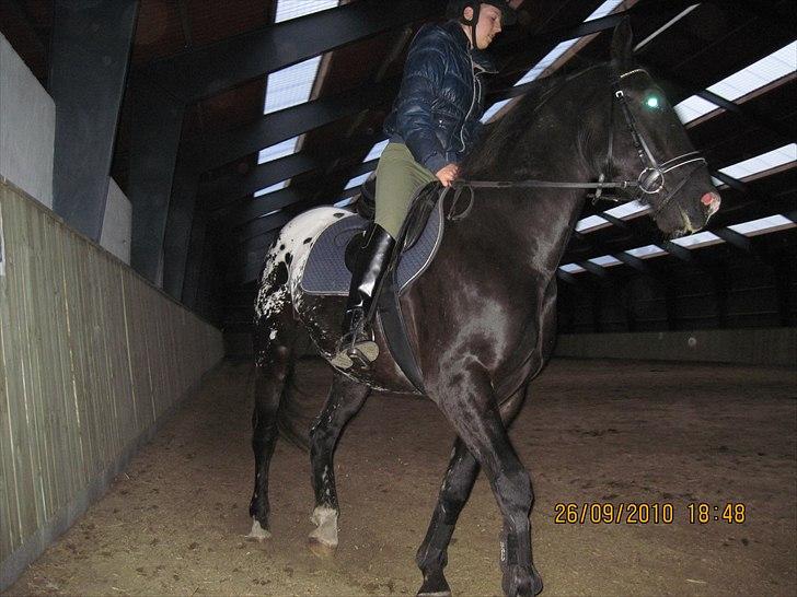 Heste på forårsvej billede 50