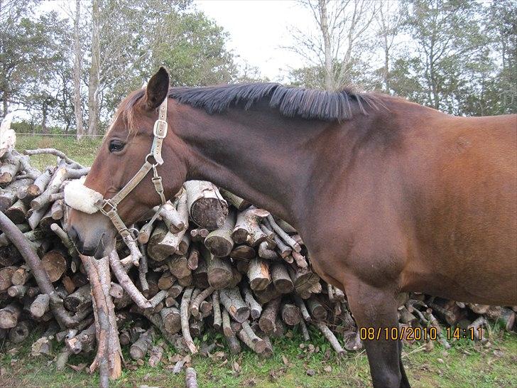 Heste på forårsvej billede 52