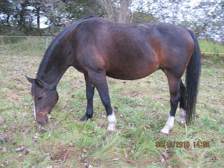 Heste på forårsvej billede 53