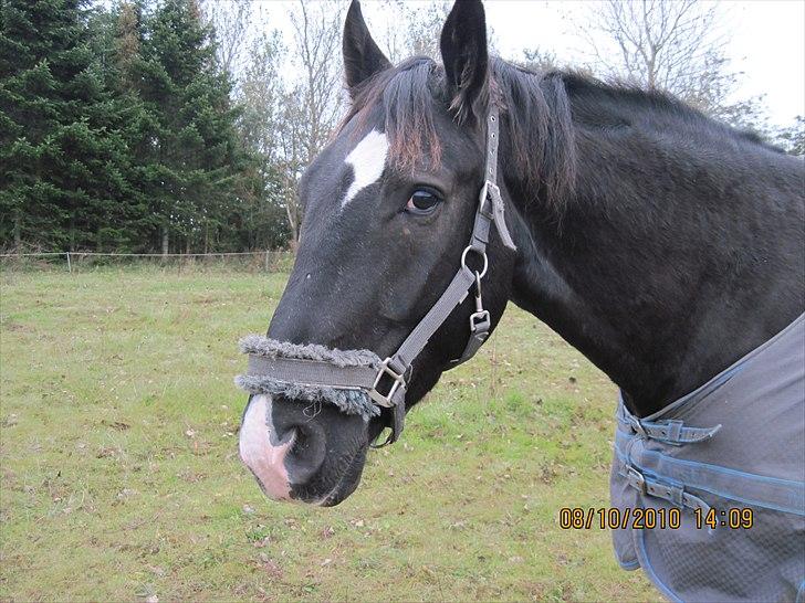 Heste på forårsvej billede 54