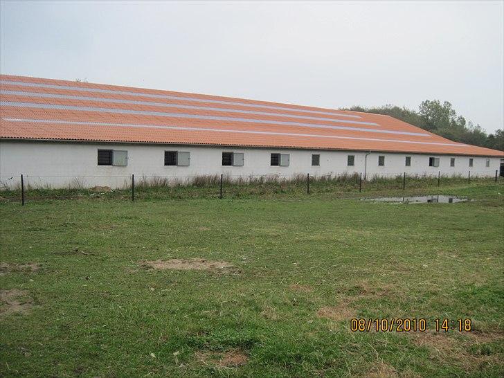 Heste på forårsvej billede 55