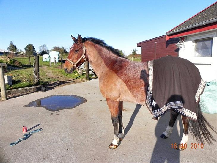 {{currentPhoto.altText}} billede {{currentPhoto.number}}