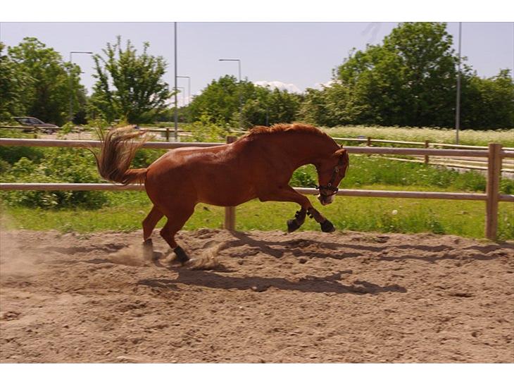 {{currentPhoto.altText}} billede {{currentPhoto.number}}