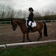 Stævne billeder gennem årene