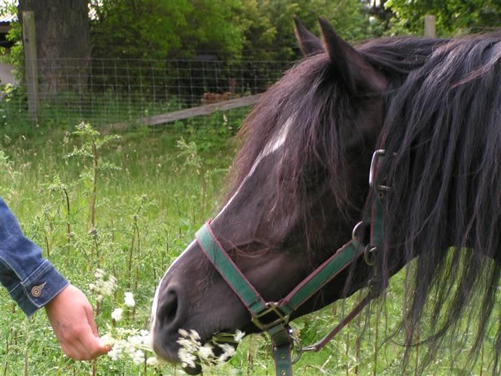 Welsh sek. C Dynamite Balina - gammel part - Min smukke Balina (: billede 1