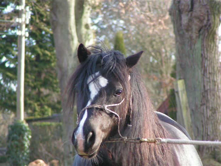 Welsh sek. C Dynamite Balina - gammel part - Zenia øver Horsemanship med hende ... billede 2