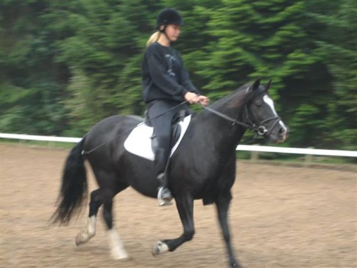 Welsh sek. C Dynamite Balina - gammel part - Til stævne på Granly - LC2.
Enste rigtige stævne jeg nåede at starte... billede 3