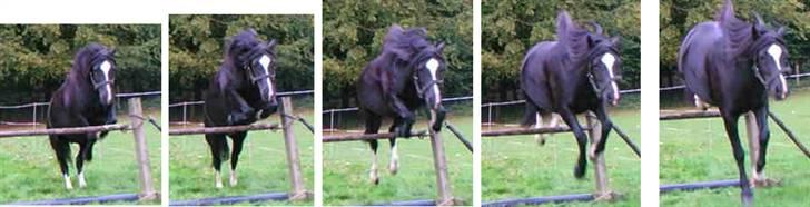 Welsh sek. C Dynamite Balina - gammel part - Hun hopper 90!
Har taget det samme spring på hende, men har desværre intet billede af det ... billede 6