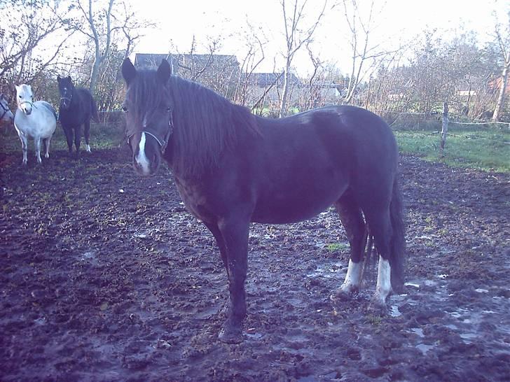 Welsh sek. C Dynamite Balina - gammel part - Balina hos sin nye ejer. billede 7