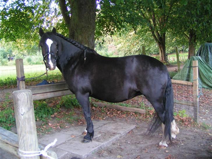 Welsh sek. C Dynamite Balina - gammel part - Før stævnet på Granly (: billede 8