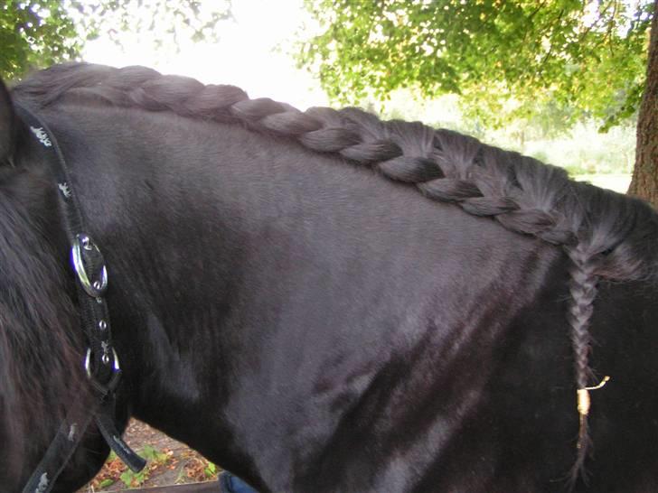 Welsh sek. C Dynamite Balina - gammel part - Igen før stævnet på Granly. Ville helst have lavet rosenknopper, men hendes man var for lang.
- Og det ville være synd at klippe den ... billede 9