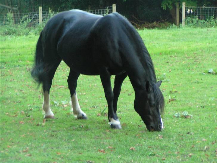 Welsh sek. C Dynamite Balina - gammel part - På fold ... billede 10