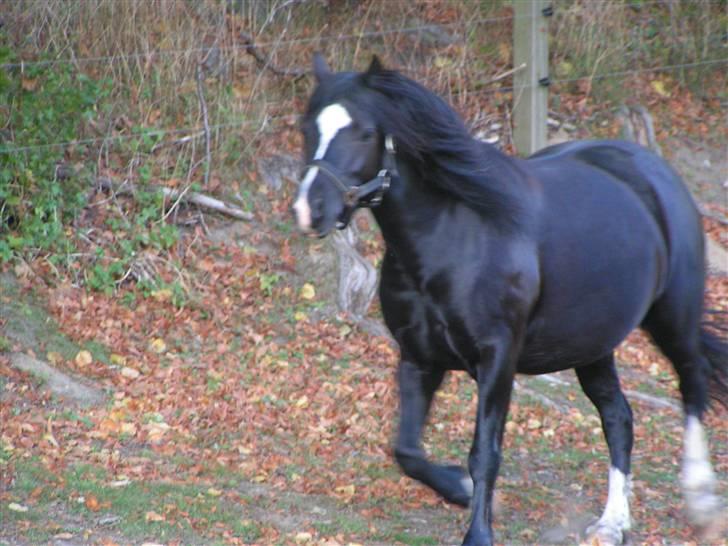 Welsh sek. C Dynamite Balina - gammel part - Trav (: billede 11