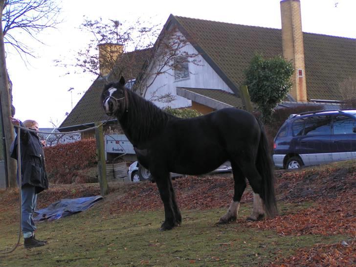 Welsh sek. C Dynamite Balina - gammel part - Zenia leger horsemanship - og Balina vil ikke lege med (: billede 12