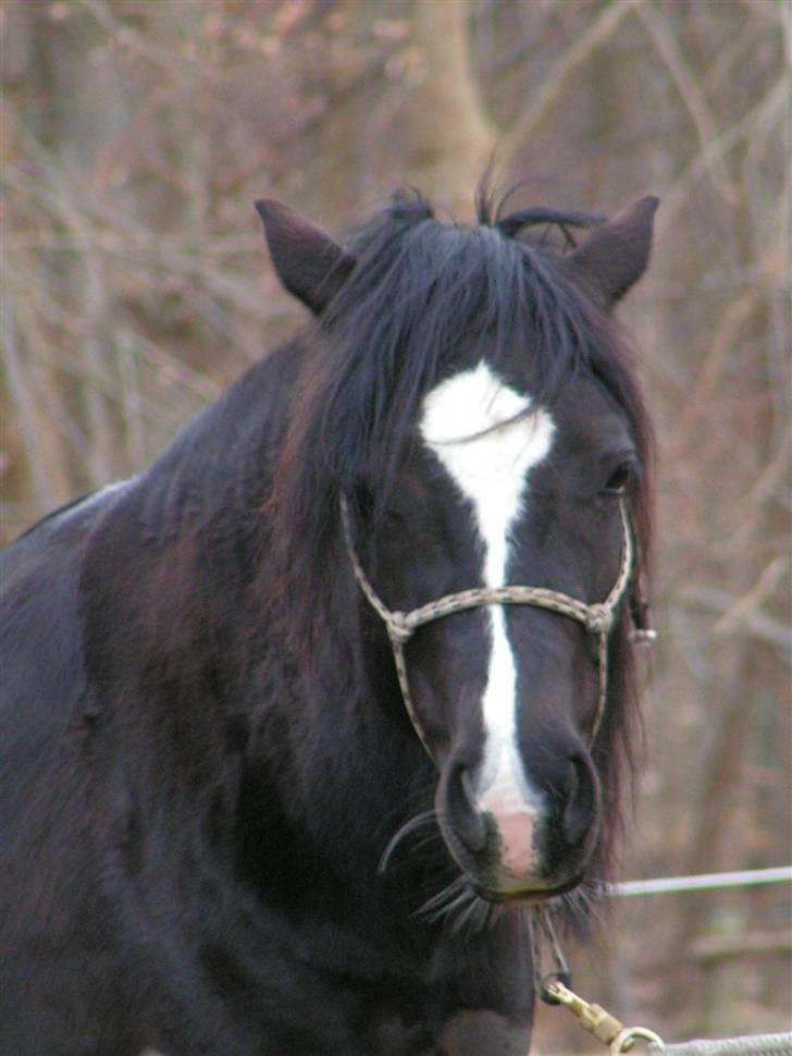 Welsh sek. C Dynamite Balina - gammel part - Smukke tøsen x3 billede 13