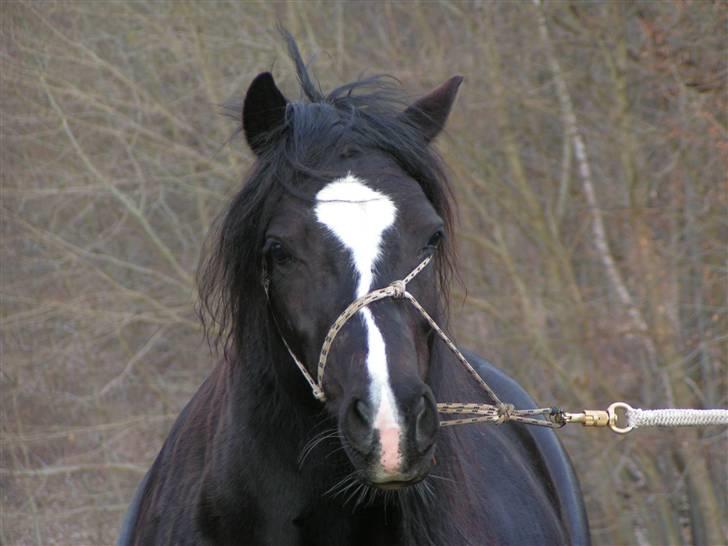 Welsh sek. C Dynamite Balina - gammel part - Elsker det her billede - selvom hun er ved at stikke af (: billede 14