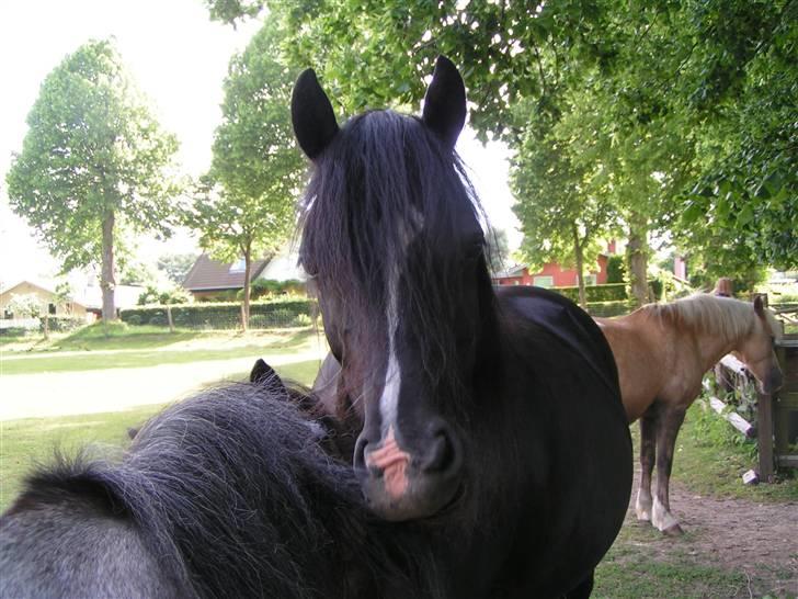 Welsh sek. C Dynamite Balina - gammel part - Balina og Mira. I baggrunden Futti. billede 15