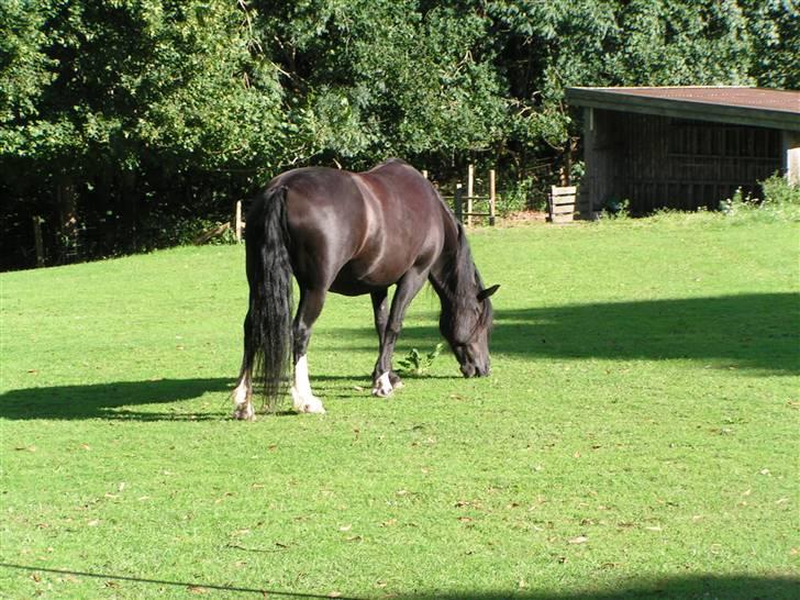 Welsh sek. C Dynamite Balina - gammel part - På fold en sommerdag (: billede 16