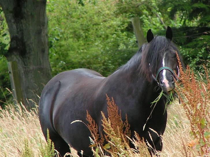 Welsh sek. C Dynamite Balina - gammel part - Kamel! :D billede 18