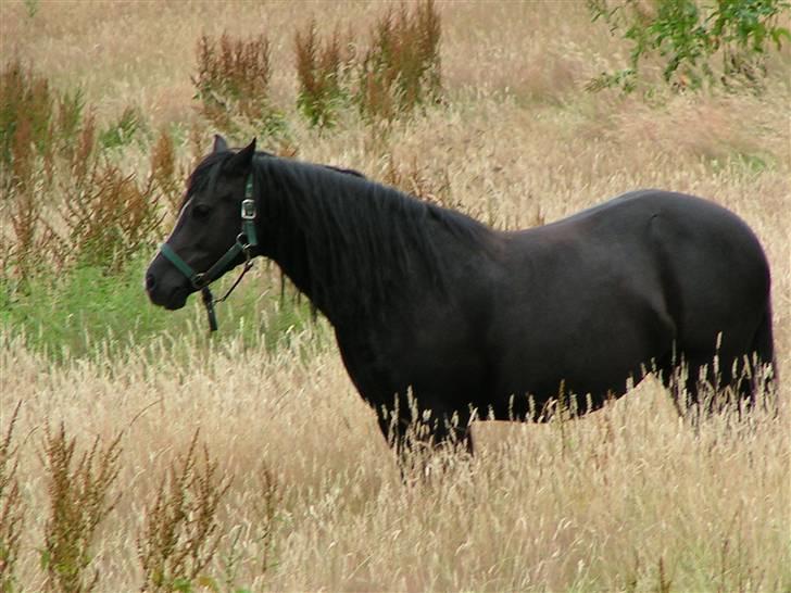 Welsh sek. C Dynamite Balina - gammel part - Smukke Balina (:
- Kom nu frem med de ører ... billede 19