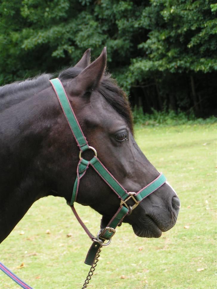 Welsh sek. C Dynamite Balina - gammel part - Smuksakken <3 billede 20