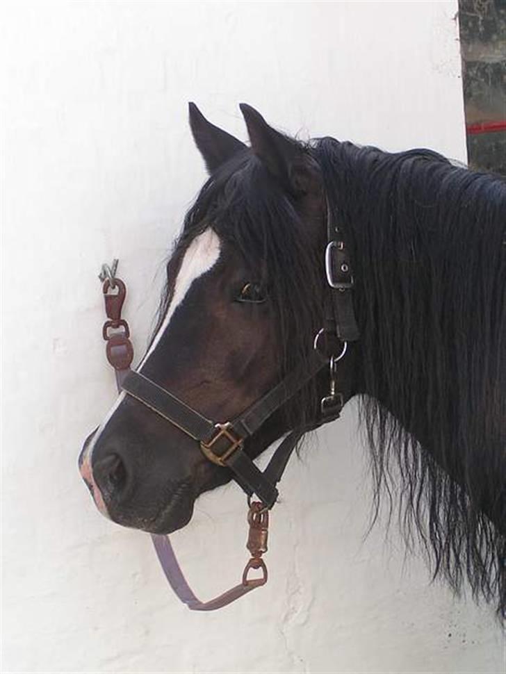 Welsh sek. C Dynamite Balina - gammel part - Ude på Lønsgård, hvor ponyerne stod en kort tid.
Det var ikke sjovt at strigle, for Balina kunne godt lide at gnubbe sig op af den kalkede væg - yes! x) billede 22