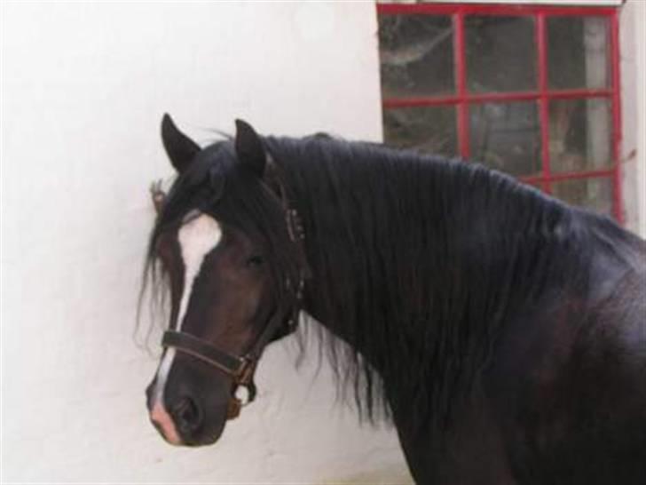 Welsh sek. C Dynamite Balina - gammel part - Smukke Balina (: billede 23