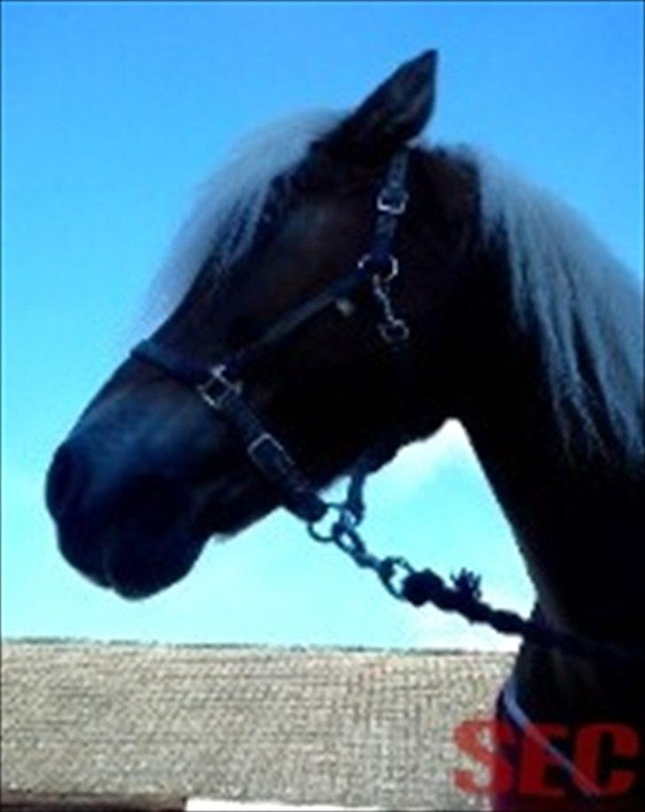 Til Sara Haupt - FOTO: Sarah Christiansen billede 4