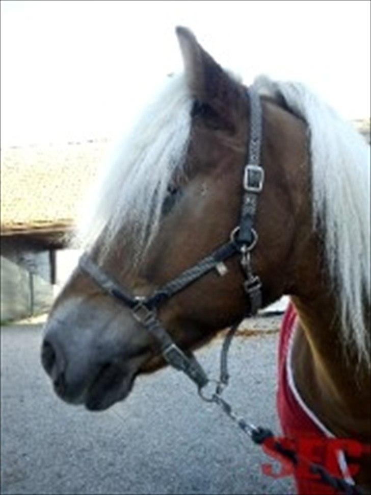 Til Sara Haupt - FOTO: Sarah Christiansen billede 5