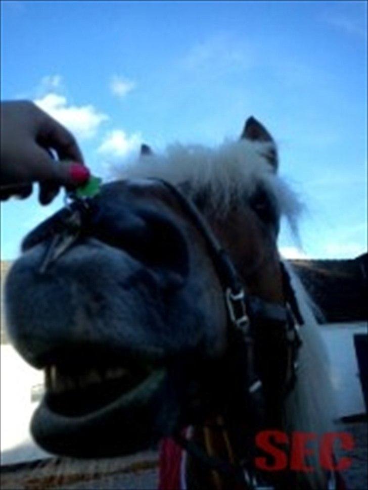 Til Sara Haupt - FOTO: Sarah Christiansen billede 6