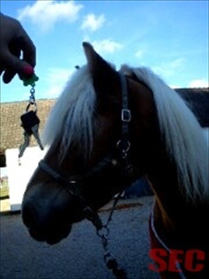 Til Sara Haupt - FOTO: Sarah Christiansen billede 7