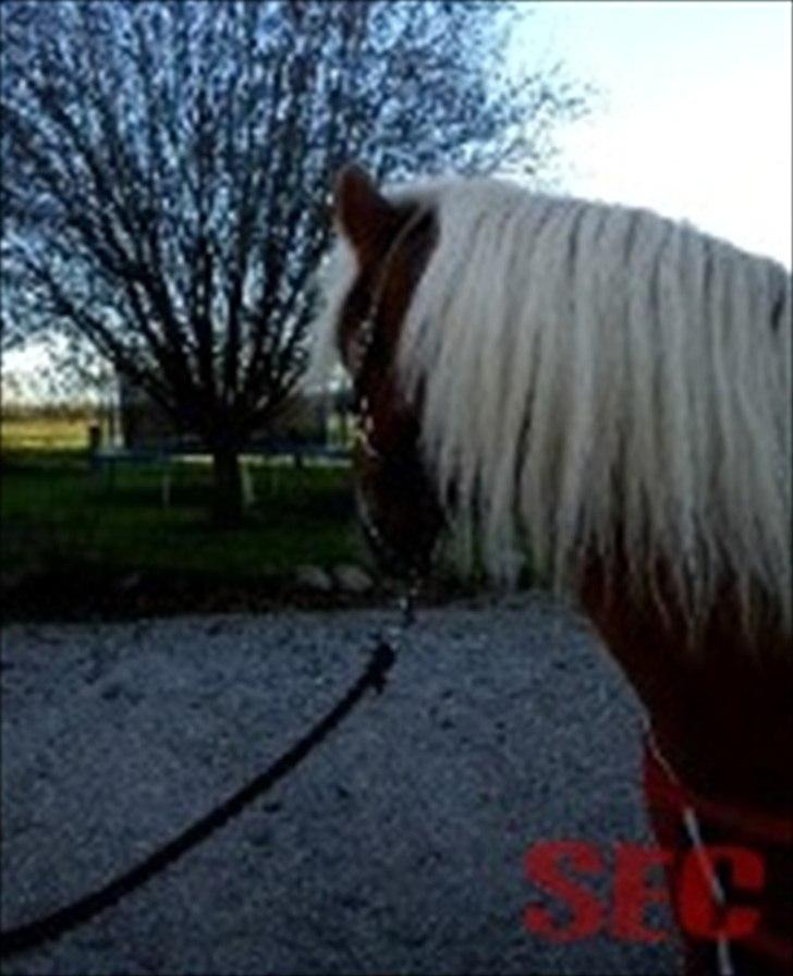 Til Sara Haupt - FOTO: Sarah Christiansen billede 8