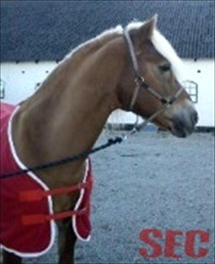 Til Sara Haupt - FOTO: Sarah Christiansen billede 9